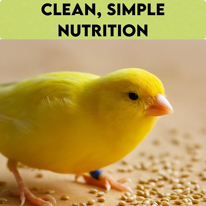 Unida Alpiste Canary Seeds for Birds - 5 lbs, 100% Natural, Non-GMO, No Additives, Bulk Wild Bird Feed