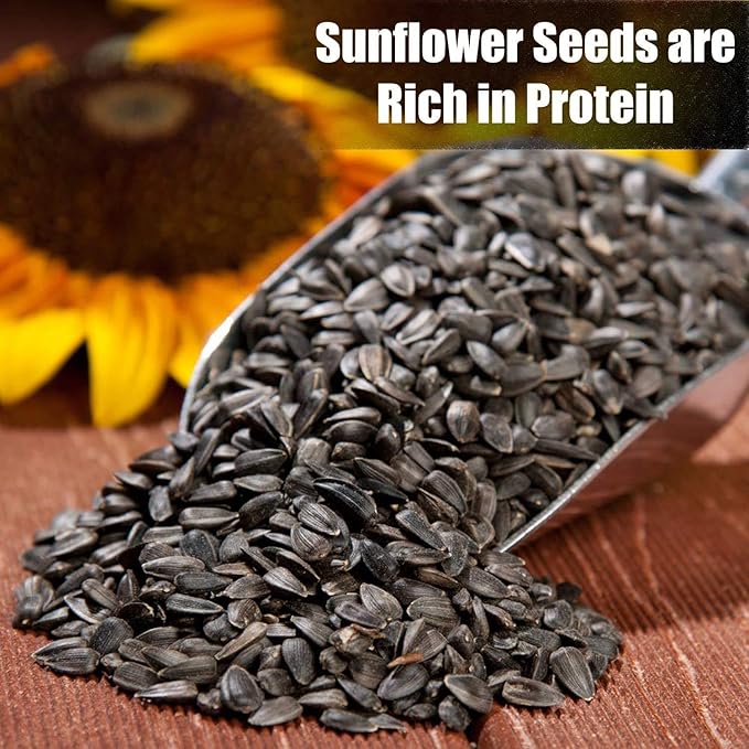 Wildlife Black Oil Sunflower Seeds for Birds and Wildlife, Non-GMO & USA Grown on Small Farms (12 lbs)