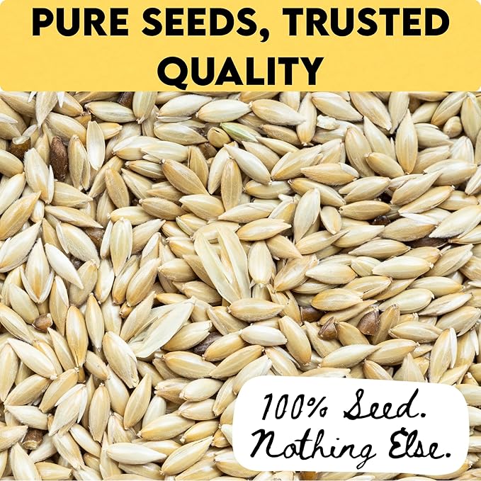 Unida Alpiste Canary Seeds for Birds - 5 lbs, 100% Natural, Non-GMO, No Additives, Bulk Wild Bird Feed