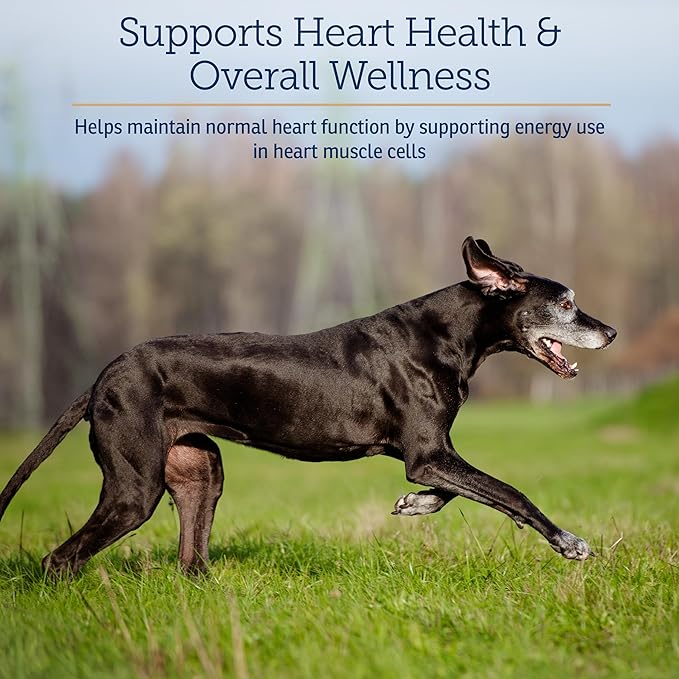 Rx Vitamins LiquiCarn - Pure L-Carnitine for Dogs and Cats to Aid in Dog Weight Loss - Provides High Energy and Helps in Metabolism - Supports Heart Health - 4oz (Bacon-Liver Flavor)