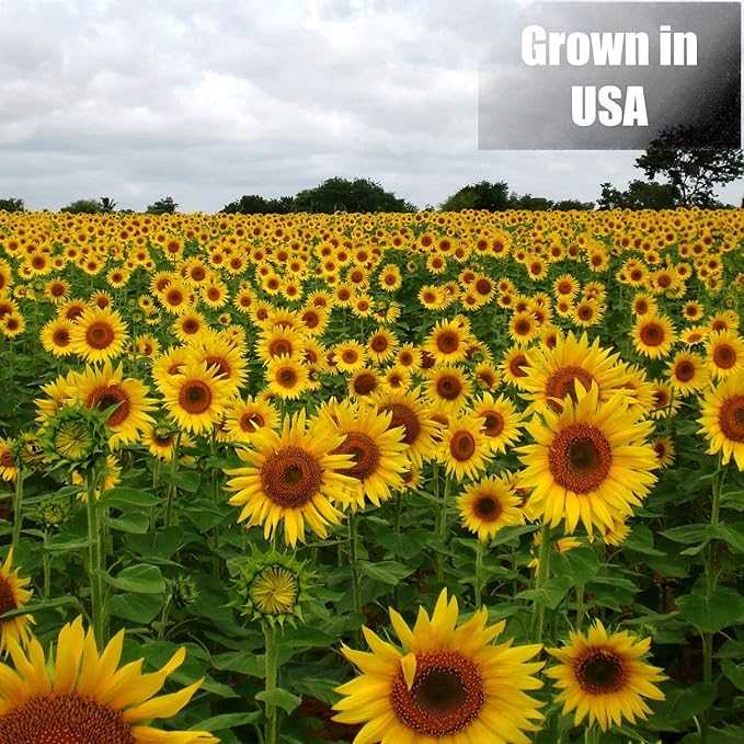 Wildlife Black Oil Sunflower Seeds for Birds and Wildlife, Non-GMO & USA Grown on Small Farms (12 lbs)