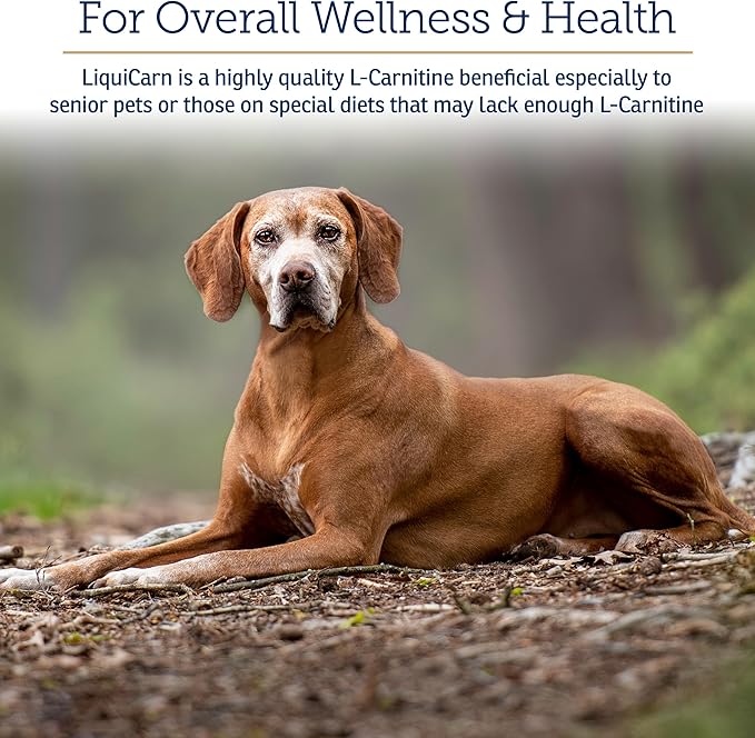 Rx Vitamins LiquiCarn - Pure L-Carnitine for Dogs and Cats to Aid in Dog Weight Loss - Provides High Energy and Helps in Metabolism - Supports Heart Health - 4oz (Bacon-Liver Flavor)