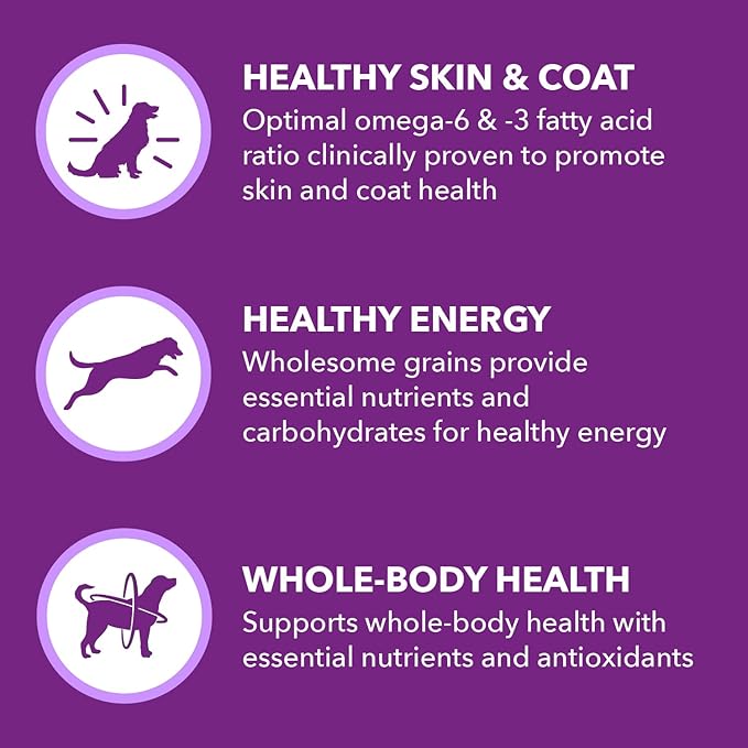 IAMS Advanced Health Skin & Coat Adult Dry Dog Food Chicken and Salmon Recipe, 6 lb. Bag